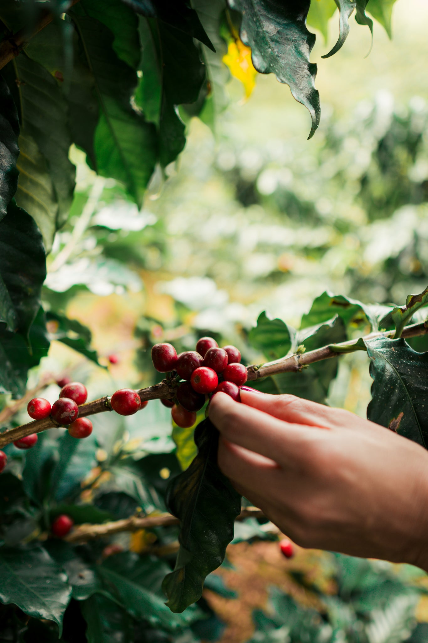 Campamento de Café (TODO INCLUIDO)-PAQUETE BARISTA- 3 días “cosecha 2024” (25,26,27 octubre 2024)